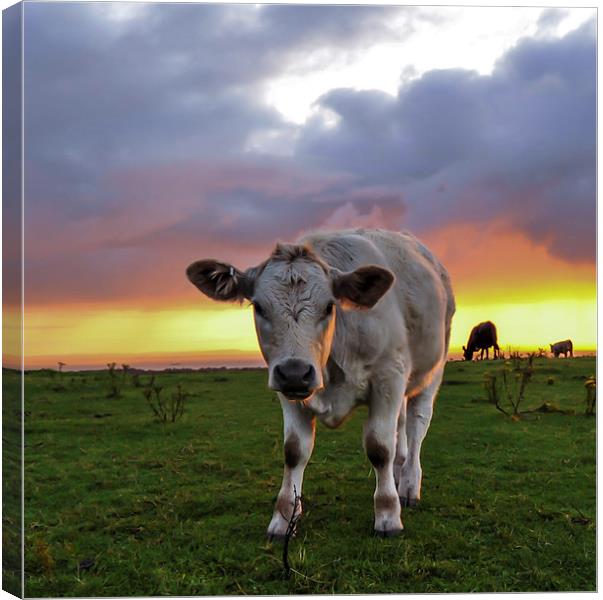  Young cow at sunrise  Canvas Print by Shaun Jacobs