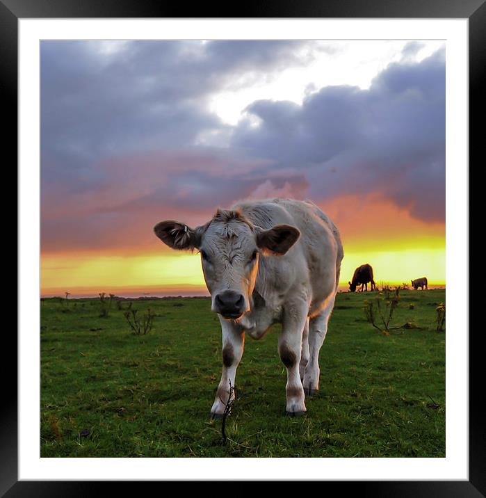  Young cow at sunrise  Framed Mounted Print by Shaun Jacobs