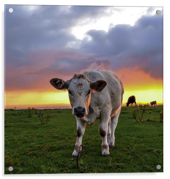  Young cow at sunrise  Acrylic by Shaun Jacobs