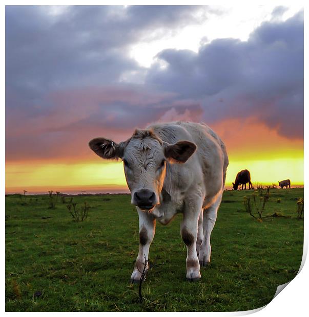  Young cow at sunrise  Print by Shaun Jacobs