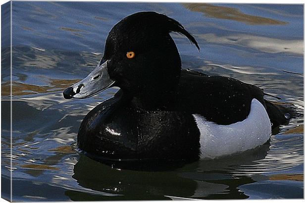 The Tufted Duck Canvas Print by Trevor White