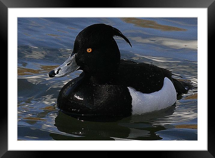 The Tufted Duck Framed Mounted Print by Trevor White
