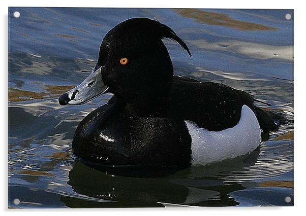 The Tufted Duck Acrylic by Trevor White