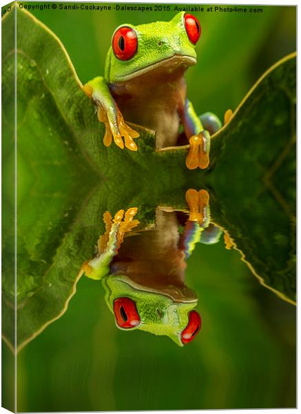  Red Eyed Tree Frog Reflections Canvas Print by Sandi-Cockayne ADPS