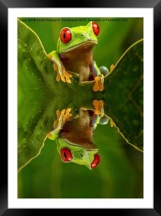  Red Eyed Tree Frog Reflections Framed Mounted Print by Sandi-Cockayne ADPS