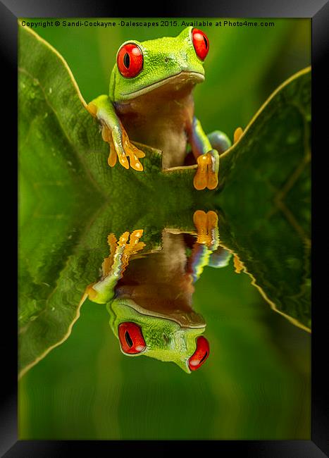  Red Eyed Tree Frog Reflections Framed Print by Sandi-Cockayne ADPS