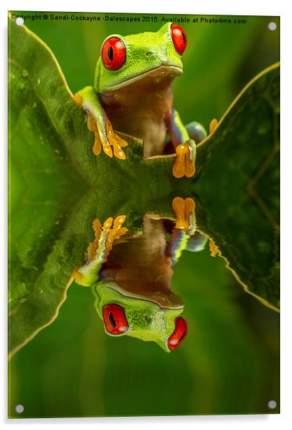  Red Eyed Tree Frog Reflections Acrylic by Sandi-Cockayne ADPS