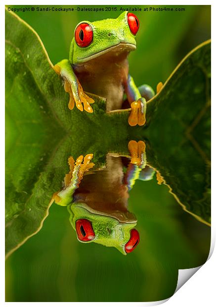  Red Eyed Tree Frog Reflections Print by Sandi-Cockayne ADPS