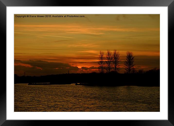  Golden Sunset at Abberton Reservoir  Framed Mounted Print by Diana Mower