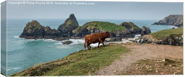  Cow at Kynance Cove in Cornwall Canvas Print by Philip Pound