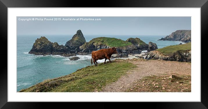  Cow at Kynance Cove in Cornwall Framed Mounted Print by Philip Pound
