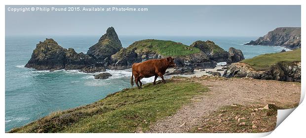  Cow at Kynance Cove in Cornwall Print by Philip Pound