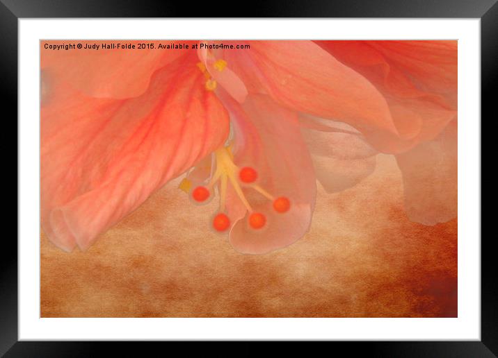  Peachy Blossom Framed Mounted Print by Judy Hall-Folde