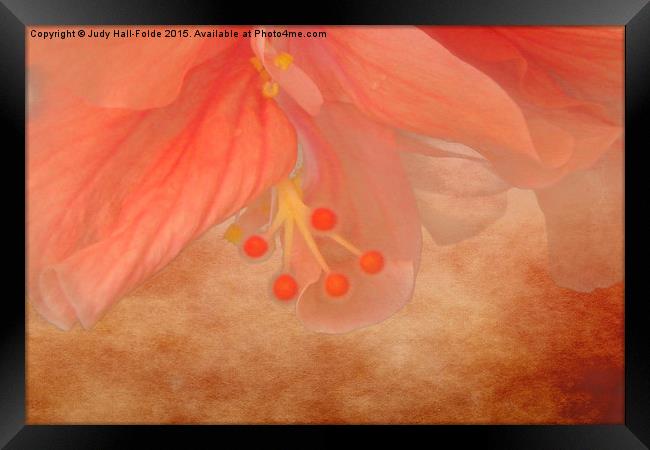  Peachy Blossom Framed Print by Judy Hall-Folde