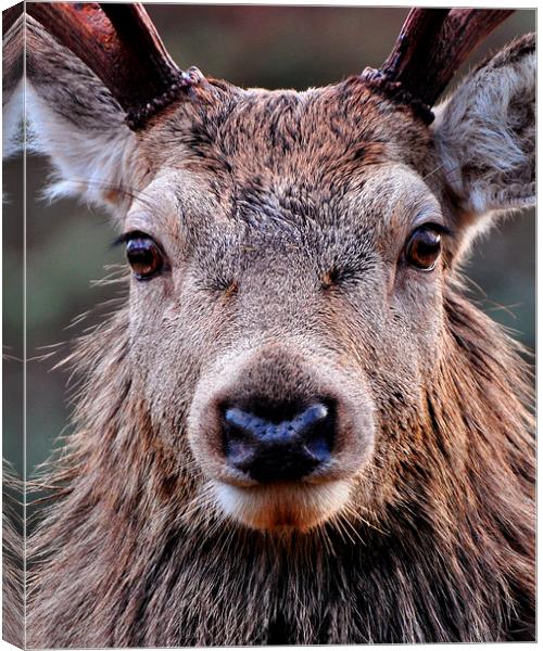  Red Deer Stag  Canvas Print by Macrae Images