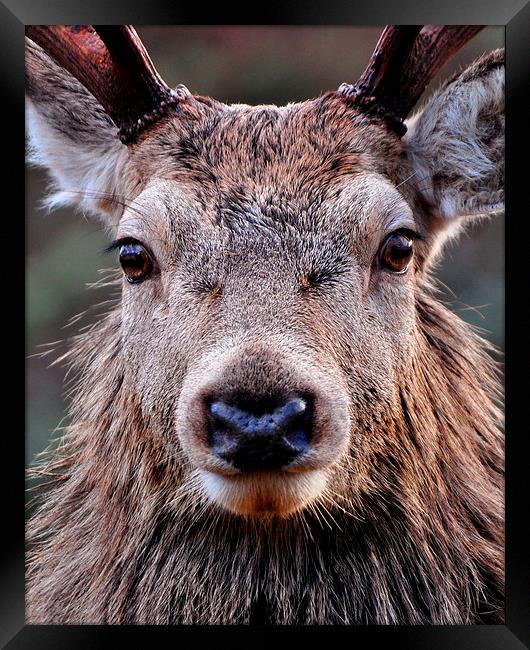  Red Deer Stag  Framed Print by Macrae Images