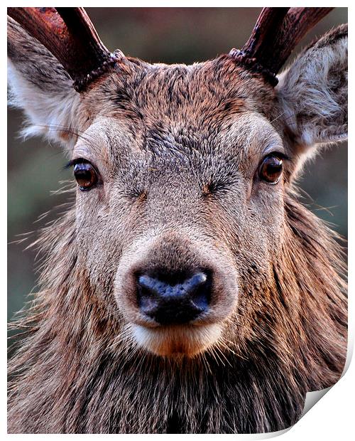  Red Deer Stag  Print by Macrae Images