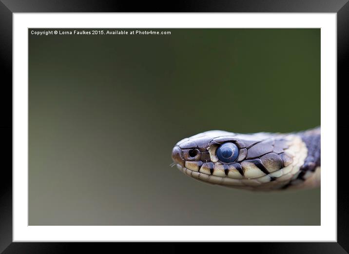 Grass Snake Framed Mounted Print by Lorna Faulkes