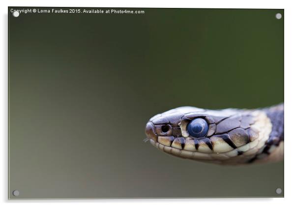 Grass Snake Acrylic by Lorna Faulkes