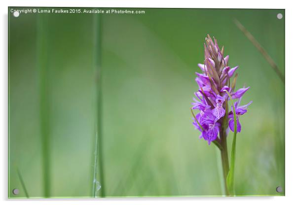 Southern Marsh Orchid  Acrylic by Lorna Faulkes
