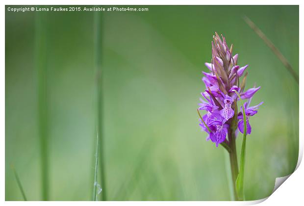 Southern Marsh Orchid  Print by Lorna Faulkes