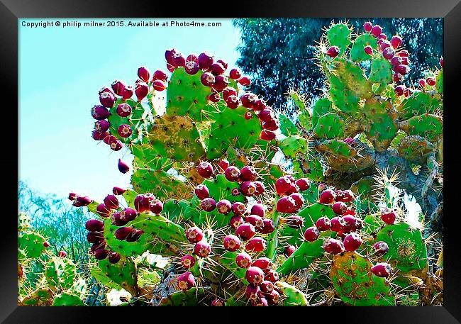  Cactus Fruit Framed Print by philip milner