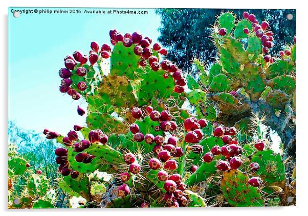  Cactus Fruit Acrylic by philip milner