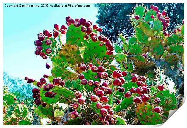  Cactus Fruit Print by philip milner