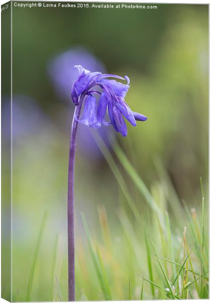 Bluebell  Canvas Print by Lorna Faulkes