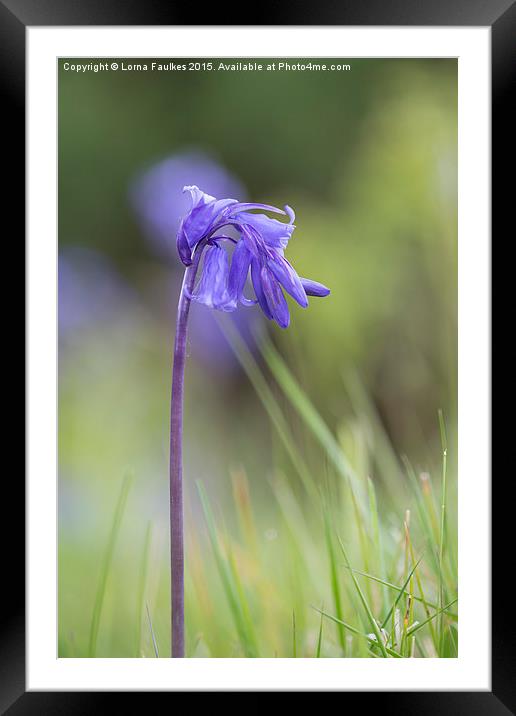Bluebell  Framed Mounted Print by Lorna Faulkes