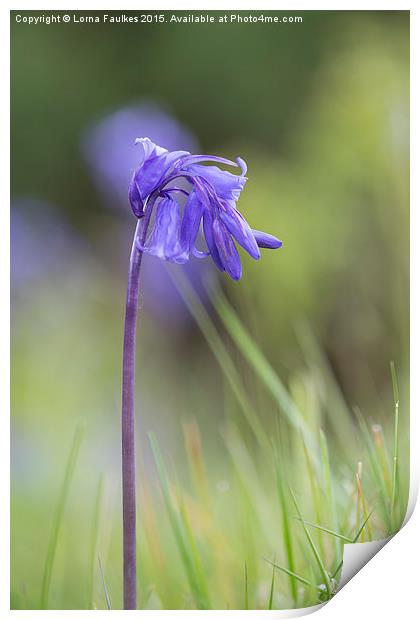 Bluebell  Print by Lorna Faulkes