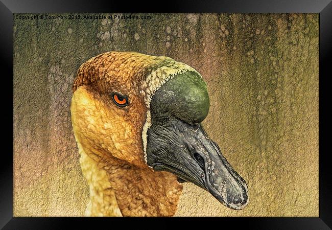 Golden Goose Framed Print by Tom York