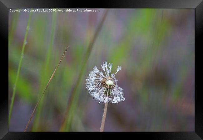 Dew Drop Dandelion  Framed Print by Lorna Faulkes