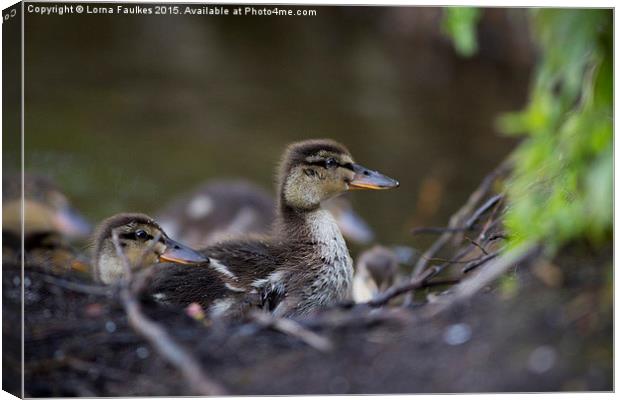 Ducklings  Canvas Print by Lorna Faulkes