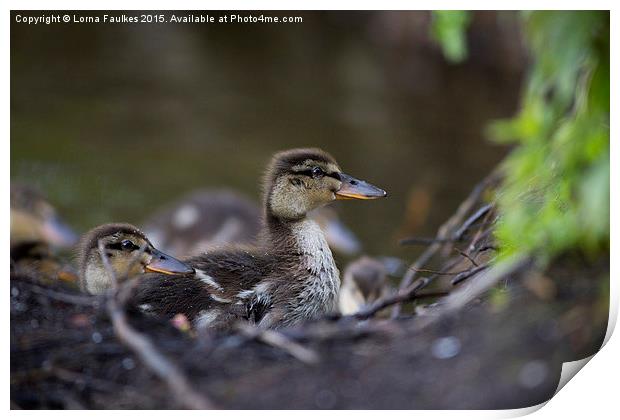 Ducklings  Print by Lorna Faulkes