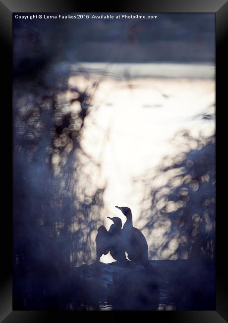  Dawn Cormorants  Framed Print by Lorna Faulkes