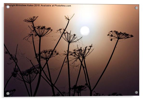 Misty Morning Acrylic by Andrew Harker