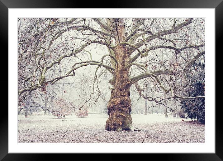  Platan Tree in Early Winter Framed Mounted Print by Jenny Rainbow