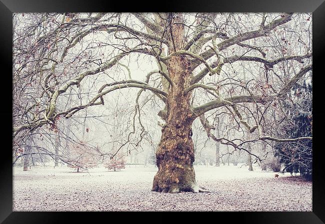  Platan Tree in Early Winter Framed Print by Jenny Rainbow