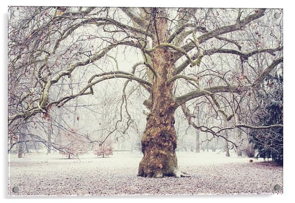  Platan Tree in Early Winter Acrylic by Jenny Rainbow