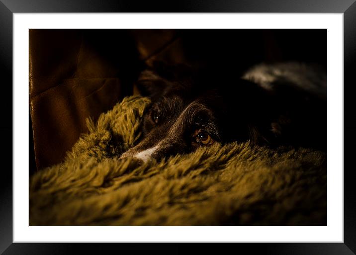  Keeping warm at Christmas Framed Mounted Print by Trevor Kerr