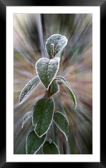  caught by frost Framed Mounted Print by Marinela Feier