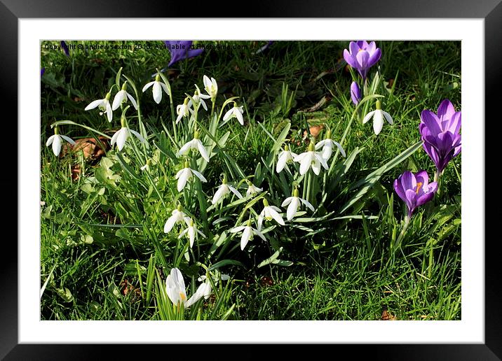  SPRING FLOWERS Framed Mounted Print by andrew saxton