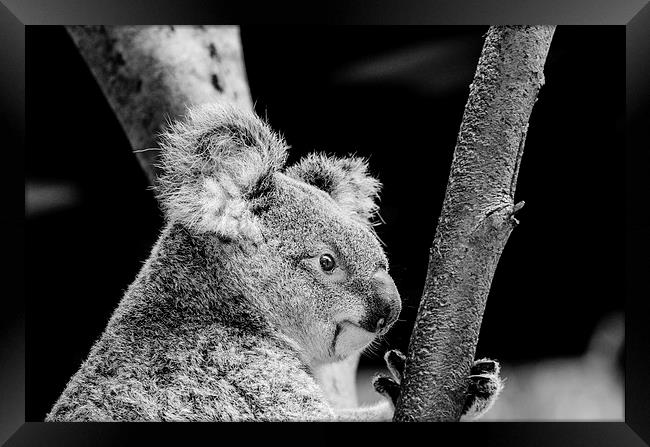  Mr Marsupial Framed Print by Trevor Kerr