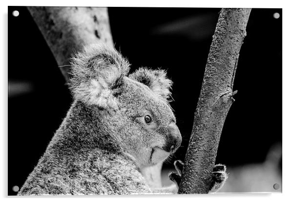  Mr Marsupial Acrylic by Trevor Kerr