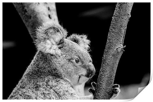  Mr Marsupial Print by Trevor Kerr