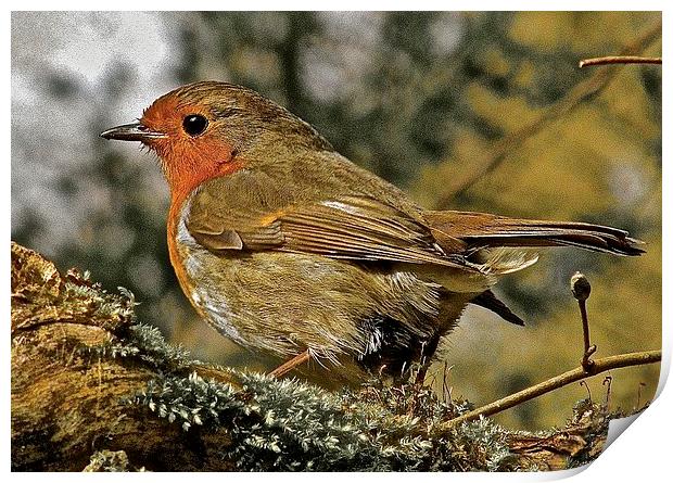  The bird Robin Red Breast Print by Sue Bottomley
