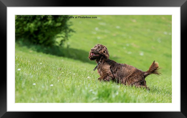  Springer in the grass  Framed Mounted Print by Kenneth  McArthur