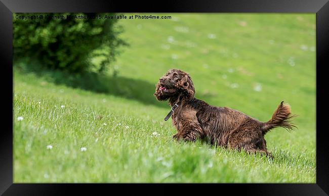  Springer in the grass  Framed Print by Kenneth  McArthur