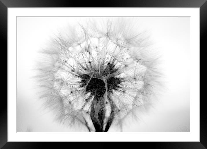  Dandelion in Mono Framed Mounted Print by Shawn Jeffries